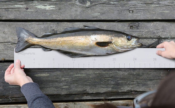 優れた海洋グレードのEVA釣りレギュラー ウーウェーブブラウンEVA泡 オーダーメイドサイズ魚レギュラー